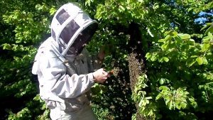 Prix pour Enlever un Essaim d'Abeilles
