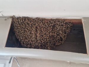 recuperation sos essaim abeille recuperation sos essaim abeille