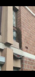 recuperation sos essaim abeille recuperation sos essaim abeille