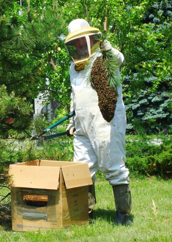 recuperation sos essaim d'abeilles